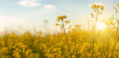 Botanical Source Botanicall - The essence of nature